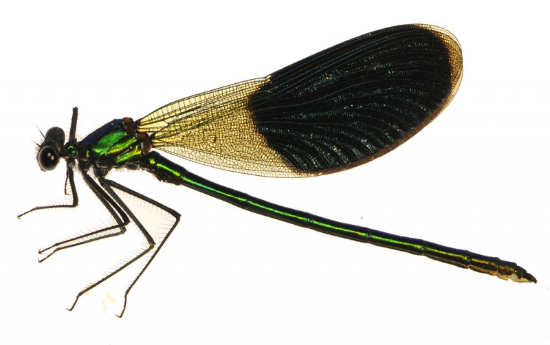 Calopteryx splendens